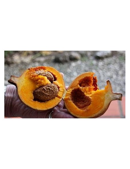 Zapote domingo (Mammea americana)- 1 Arbolito en Venta en Mexico - Vivero por internet