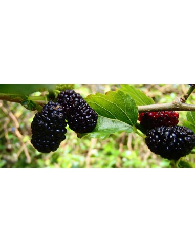 1  Black mulberry tree (Morus nigra) live plant common varietie.