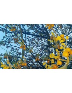 ciruela del monte (Plum of...