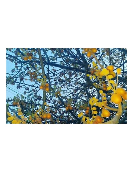 ciruela del monte (Plum of baja california)- 1 Sapling for Sale in Mexico - Online Nursery