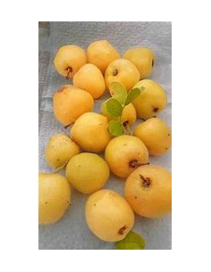 ciruela del monte (Plum of... 2