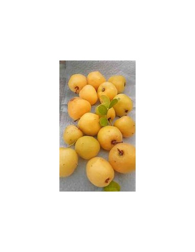ciruela del monte (Plum of baja california)- 1...