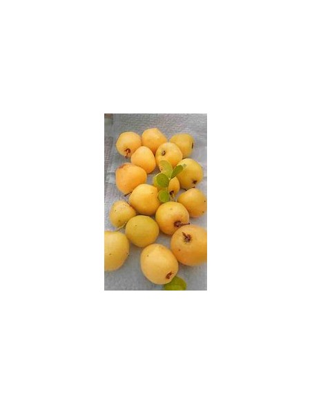 ciruela del monte (Plum of baja california)- 1 Sapling for Sale in Mexico - Online Nursery