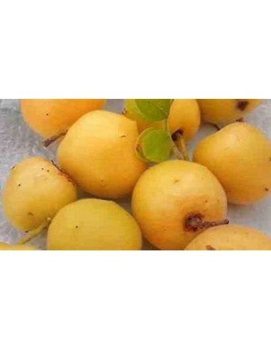 ciruela del monte (Plum of baja california)- 1...