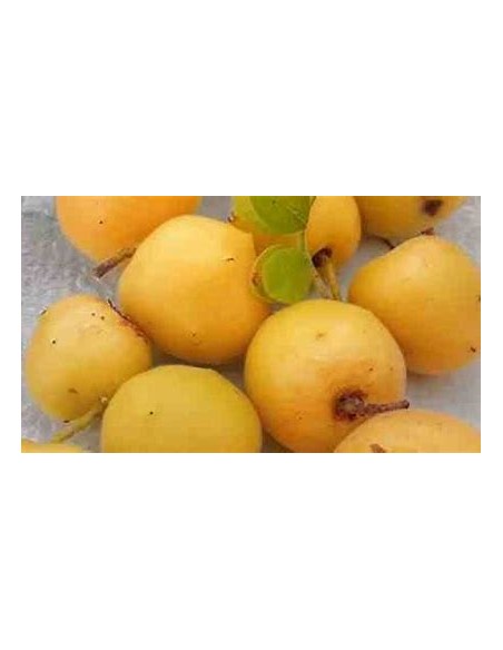 ciruela del monte (Plum of baja california)- 1 Sapling for Sale in Mexico - Online Nursery