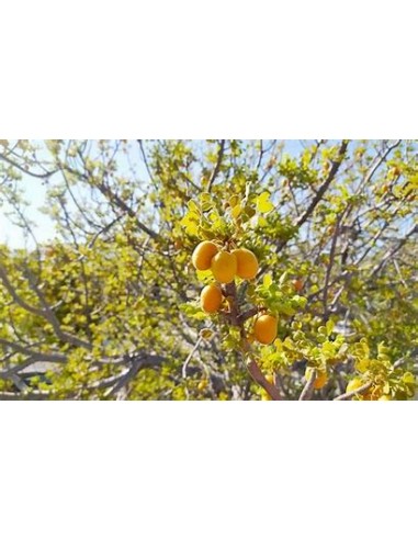 ciruela del monte (Plum of baja california)- 1...