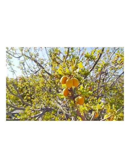 ciruela del monte (Plum of baja california)- 1 Sapling for Sale in Mexico - Online Nursery