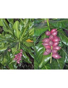 Fiji nut - Barringtonia...