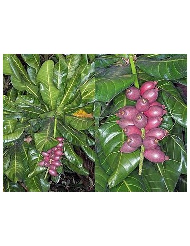 Nuez del fiji - Barringtonia edulis- 1 Arbolito en Venta en Mexico - Vivero por internet