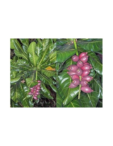 Nuez del fiji - Barringtonia edulis- 1 Arbolito en Venta en Mexico - Vivero por internet