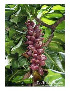 Fiji nut - Barringtonia... 2