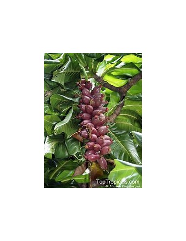 Nuez del fiji - Barringtonia edulis- 1 Arbolito...