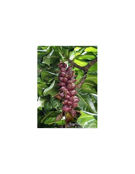 Nuez del fiji - Barringtonia edulis- 1 Arbolito en Venta en Mexico - Vivero por internet