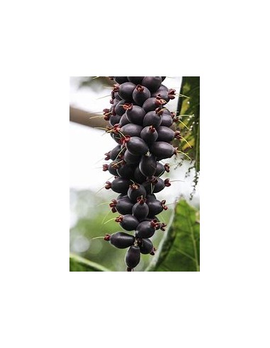 Fiji nut - Barringtonia edulis- 1 Tree for Sale...