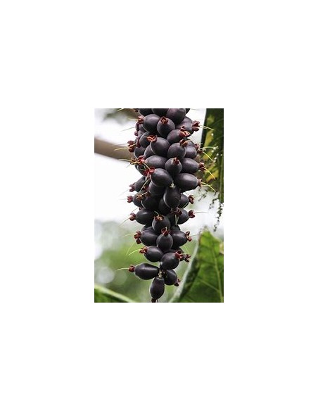 Fiji nut - Barringtonia edulis- 1 Tree for Sale in Mexico - Online Nursery