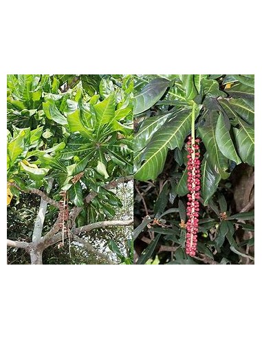 Nuez del fiji - Barringtonia edulis- 1 Arbolito...