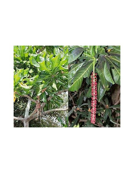 Nuez del fiji - Barringtonia edulis- 1 Arbolito en Venta en Mexico - Vivero por internet