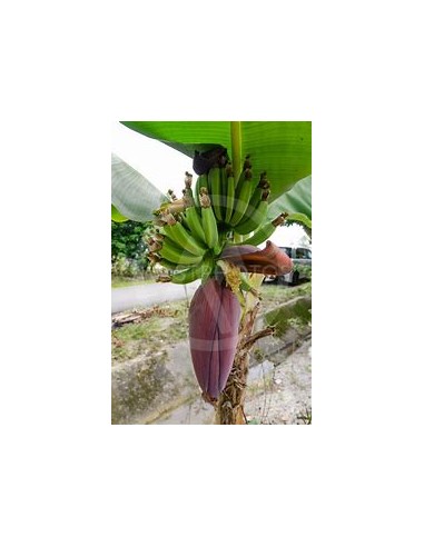 Platano little prince- 1 Tree for Sale in Mexico - Online Nursery