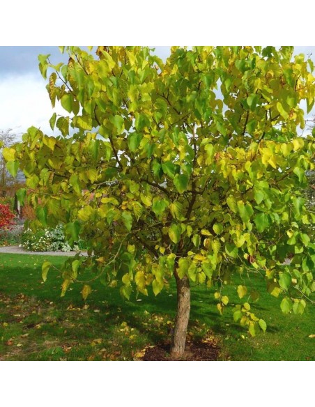 1 Arbolito de Mora negra (Morus nigra)  Morera, Moral frutal de venta vivero