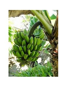 Platano little prince- 1... 2