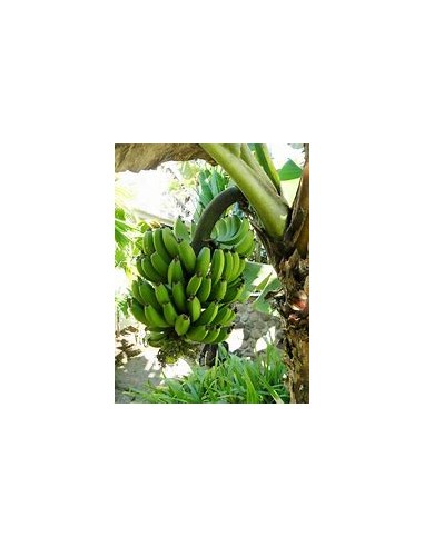 Platano little prince- 1 Tree for Sale in...