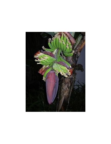 Platano little prince- 1 Tree for Sale in...