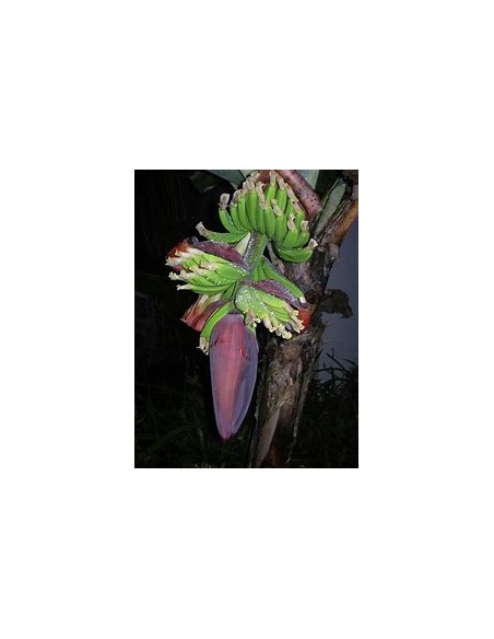 Platano little prince- 1 Arbolito en Venta en Mexico - Vivero por internet