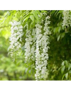 Wisteria blanca  Wisteria...