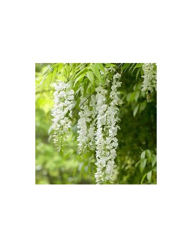 Wisteria blanca  Wisteria sinensis alba- 1 Arbolito en Venta en Mexico - Vivero por internet