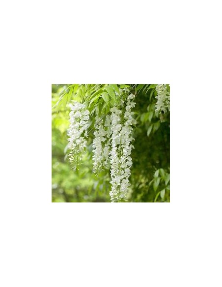 Wisteria white Wisteria sinensis alba- 1 Sapling for Sale in Mexico - Online Nursery