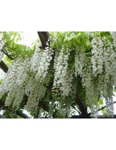 Wisteria white Wisteria... 2