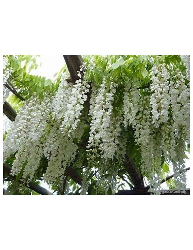 Wisteria white Wisteria sinensis alba- 1...