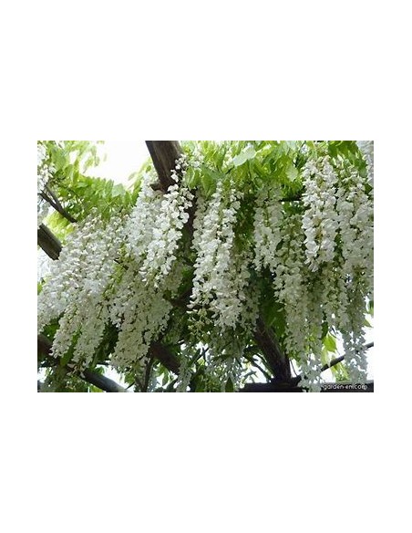 Wisteria white Wisteria sinensis alba- 1 Sapling for Sale in Mexico - Online Nursery