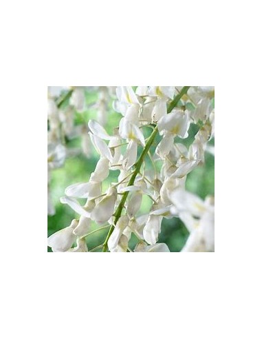 Wisteria blanca  Wisteria sinensis alba- 1...
