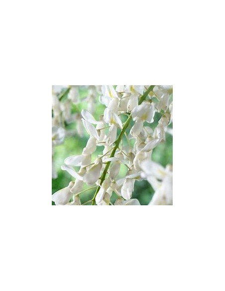 Wisteria white Wisteria sinensis alba- 1 Sapling for Sale in Mexico - Online Nursery