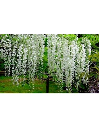 Wisteria blanca  Wisteria sinensis alba- 1...