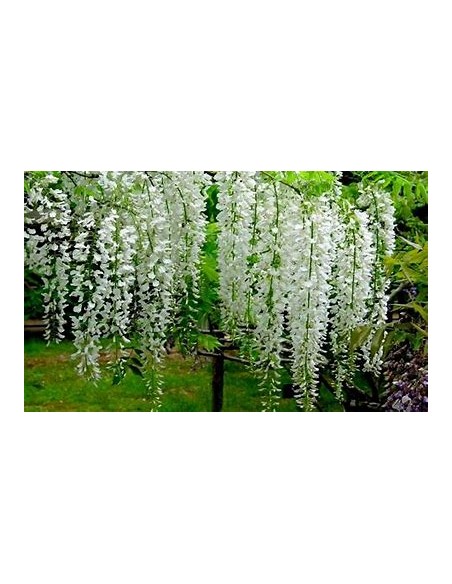 Wisteria blanca  Wisteria sinensis alba- 1 Arbolito en Venta en Mexico - Vivero por internet