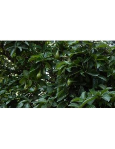 Aguacate chinin o chinine...