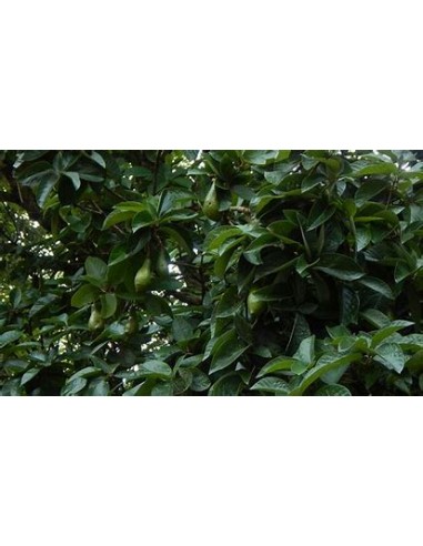 Aguacate chinin o chinine (Persea...