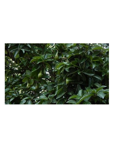 Avocado chinin or chinine (Persea schiedeana)- 1 Avocado Tree for Sale in Mexico - Online Nursery