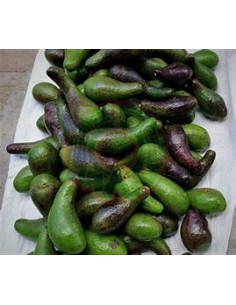 Aguacate chinin o chinine... 2