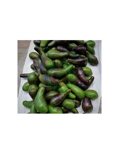 Aguacate chinin o chinine (Persea schiedeana)-...