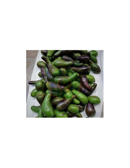 Avocado chinin or chinine (Persea schiedeana)- 1 Avocado Tree for Sale in Mexico - Online Nursery