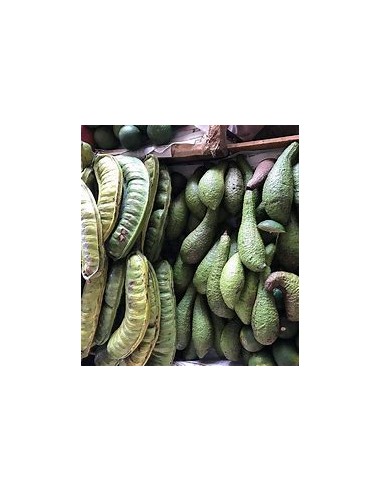 Aguacate chinin o chinine (Persea schiedeana)-...