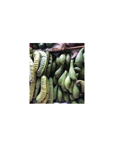 Avocado chinin or chinine (Persea schiedeana)- 1 Avocado Tree for Sale in Mexico - Online Nursery