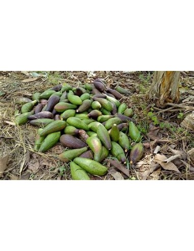 Aguacate chinin o chinine (Persea schiedeana)-...