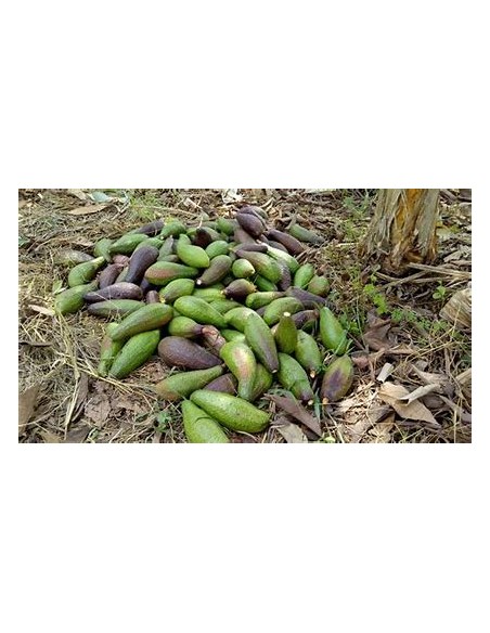 Avocado chinin or chinine (Persea schiedeana)- 1 Avocado Tree for Sale in Mexico - Online Nursery