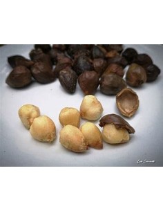 Cachichin de misantla...