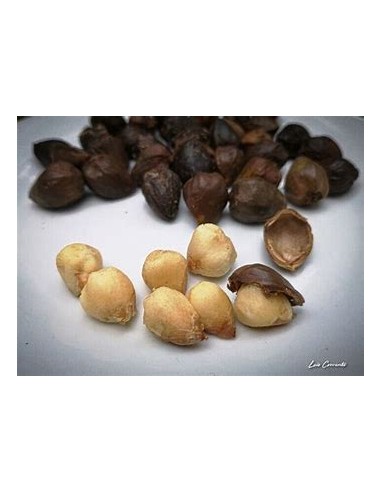 Cachichin de misantla (Oecopetalum mexicanum)- 1 Arbolito en Venta en Mexico - Vivero por internet