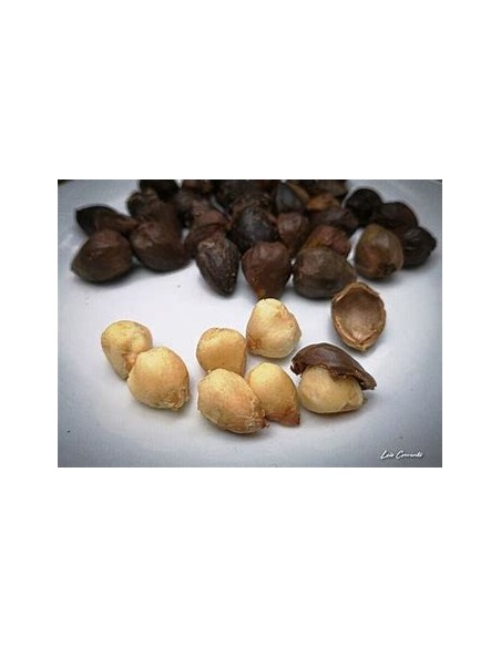 Cachichin de misantla (Oecopetalum mexicanum)- 1 Arbolito en Venta en Mexico - Vivero por internet